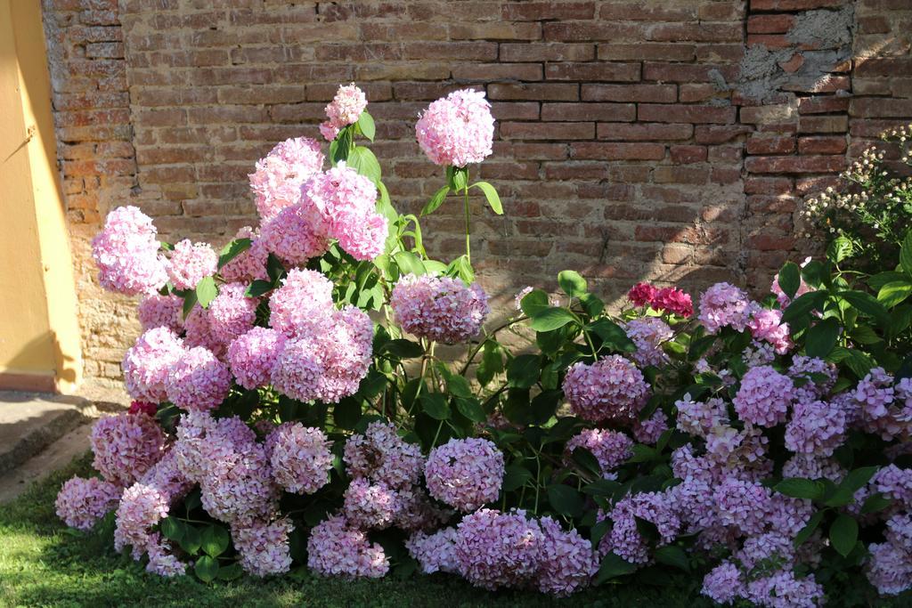 Alojamento de Turismo Rural Poggio Al Tesoro Crespina Pisa *